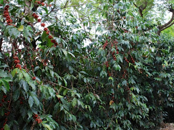 pulcal carmona estate